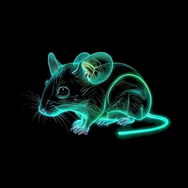 Tikus