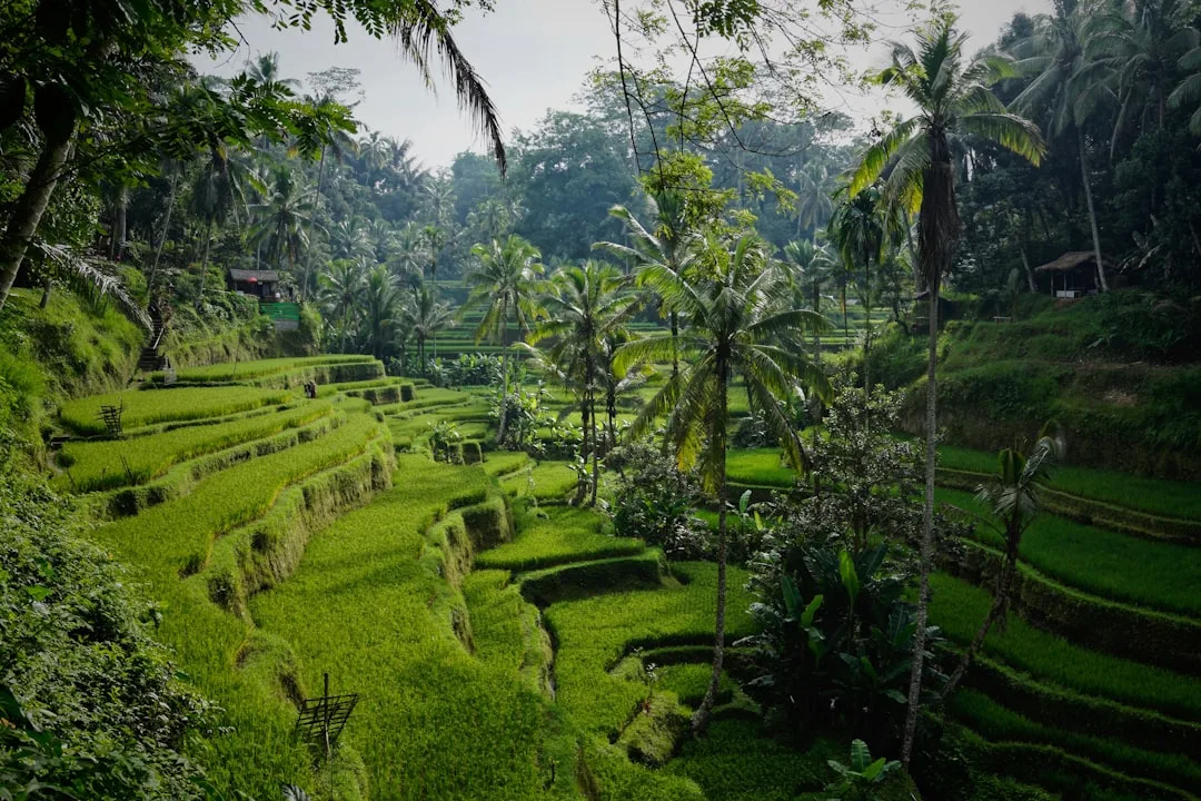 Jadwal draw IDN 4D late-night - Bali Indonesia rice terrace landscape, daily 23:30 WIB