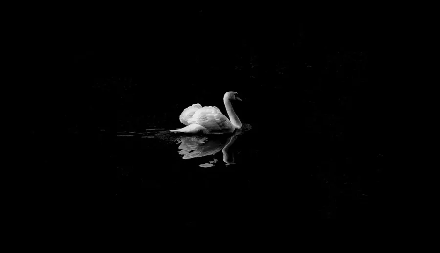 Ilustrasi mimpi angsa — mute swan in low light photography