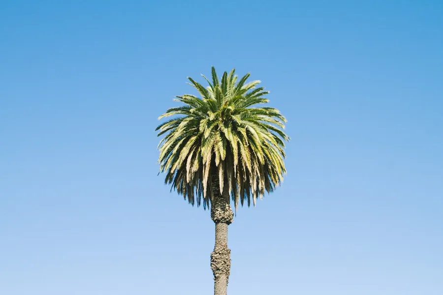 Ilustrasi mimpi aren — palm tree under blue sky
