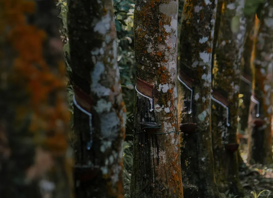 Ilustrasi mimpi asapi karet — a group of trees that are covered in moss