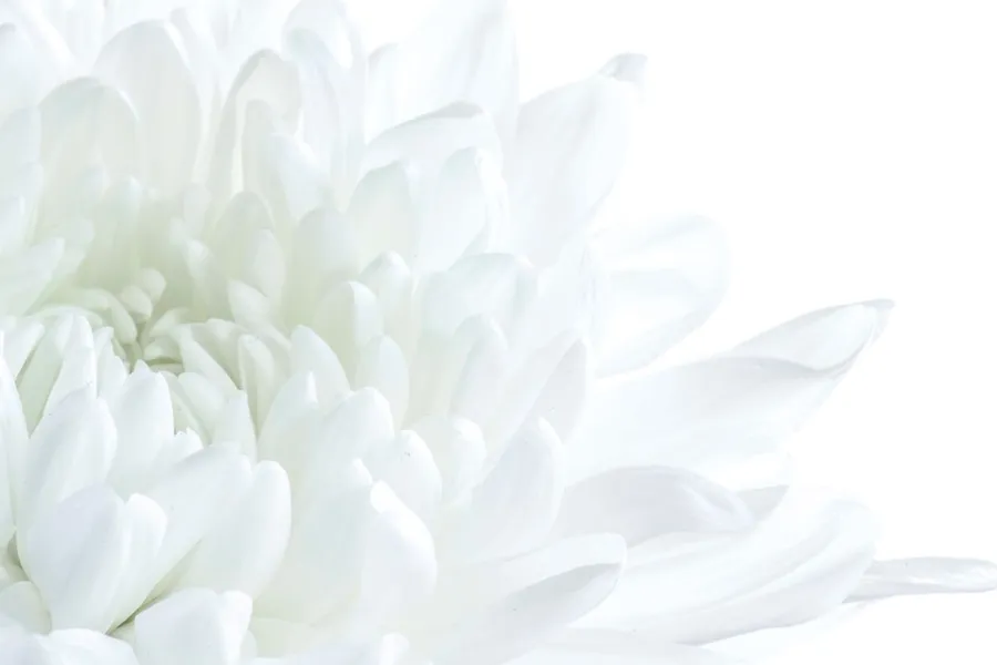 Ilustrasi mimpi ayah meninggal — white flower