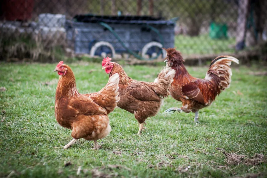 Ilustrasi mimpi ayam berlaga — brown hen on green grass field during daytime