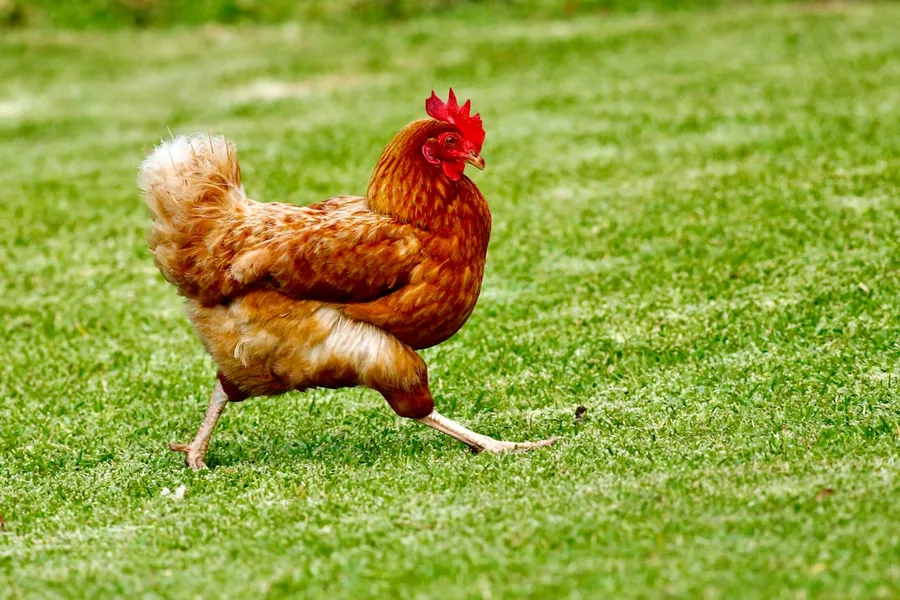 Ilustrasi mimpi ayam betina — brown chicken on green grass field during daytime