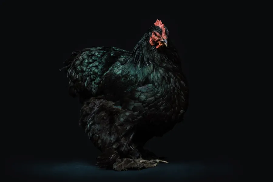 Ilustrasi mimpi ayam hitam — black hen