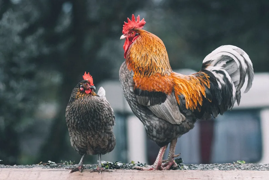 Ilustrasi mimpi ayam jantan — red black and white rooster