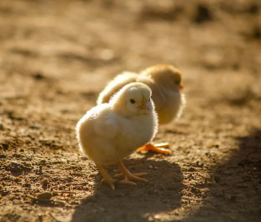 Ilustrasi mimpi ayam kuning — two yellow chicks on ground