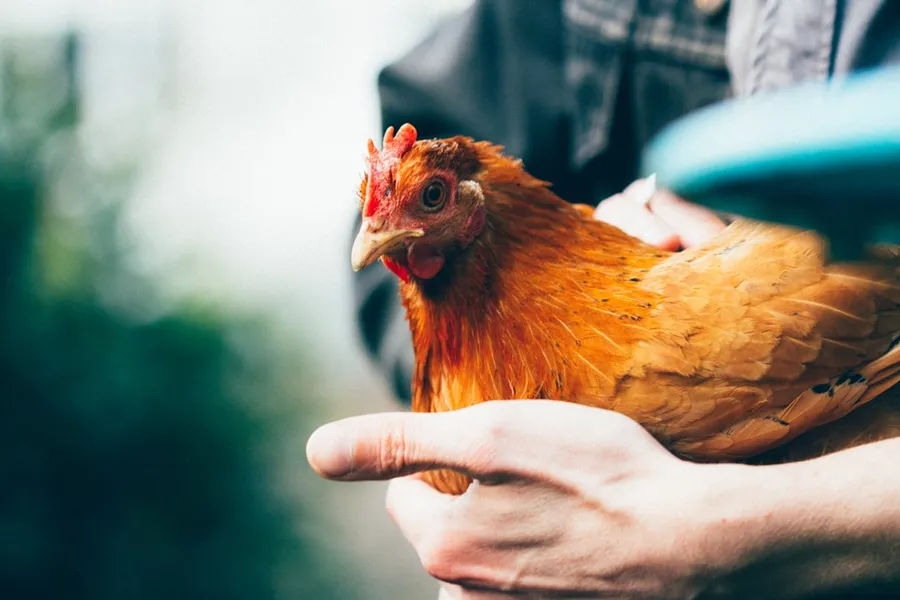 Ilustrasi mimpi ayam merah — brown hen on person's hand
