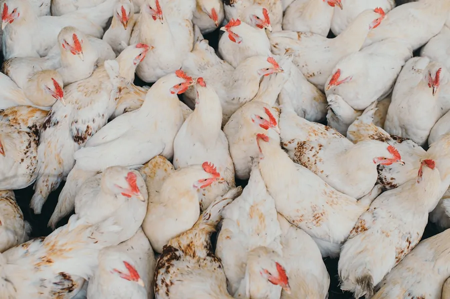 Ilustrasi mimpi ayam putih — white and red birds on white surface