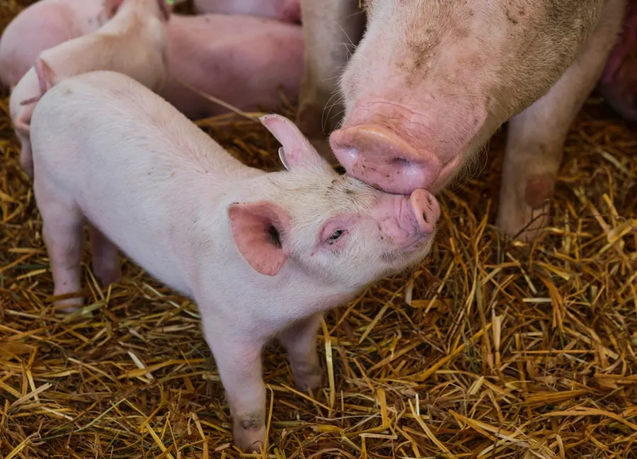 Ilustrasi mimpi babi bunting — white pig on brown hay