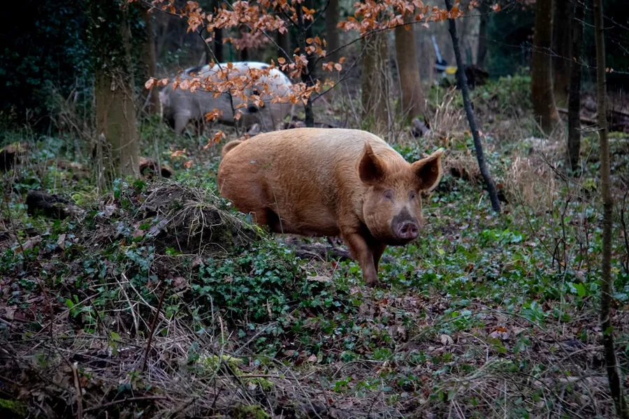 Ilustrasi mimpi babi hutan — two pigs in forest