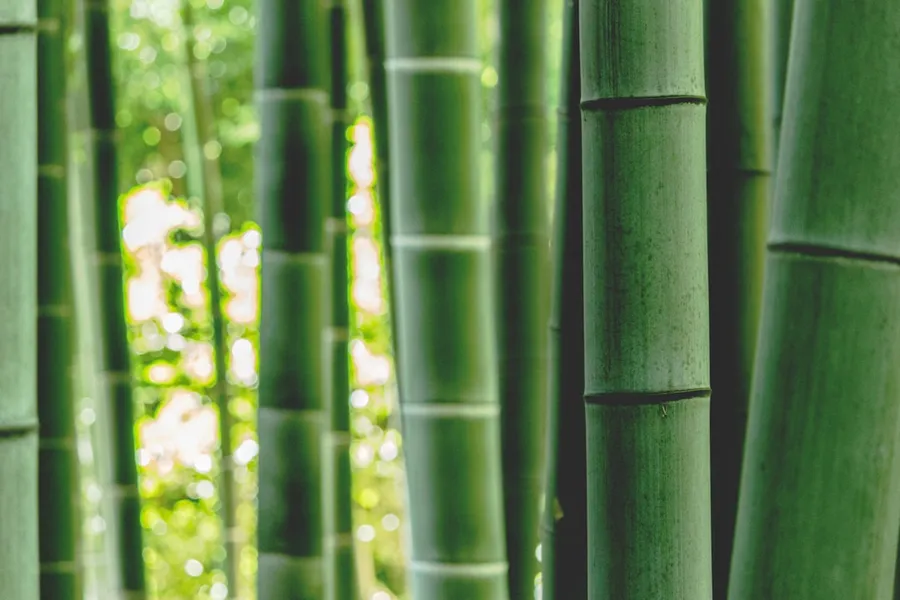Ilustrasi mimpi bambu — green bamboo tree during daytime