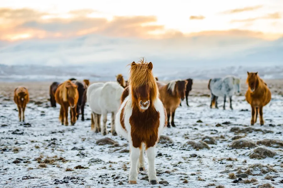Ilustrasi mimpi banyak kuda — herd of white and brown donkeys on snow-covered land