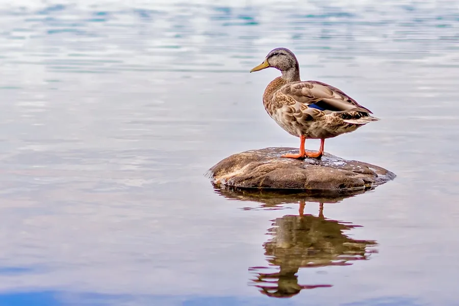 Ilustrasi mimpi bebek — brown duck perch on black rock