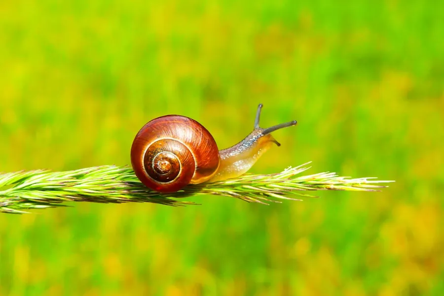 Ilustrasi mimpi bekicot — selective focus photography of snail on plant