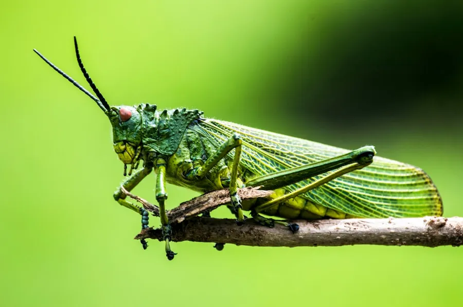 Ilustrasi mimpi belalang — selective focus photography of green insect