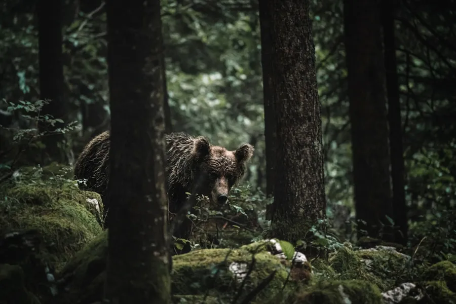 Ilustrasi mimpi beruang — brown bear on tree branch during daytime