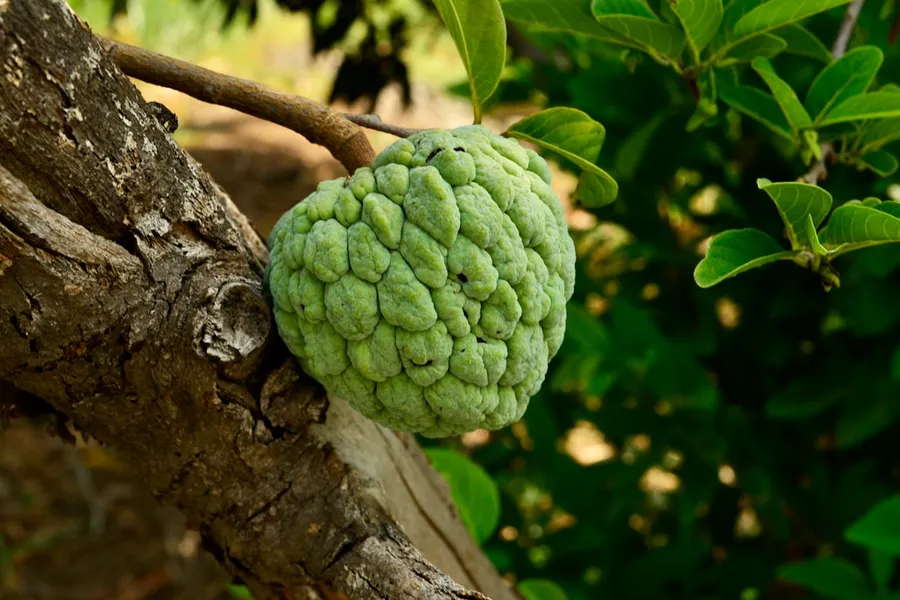 Ilustrasi mimpi buah nona — a green ball of fruit hanging from a tree branch