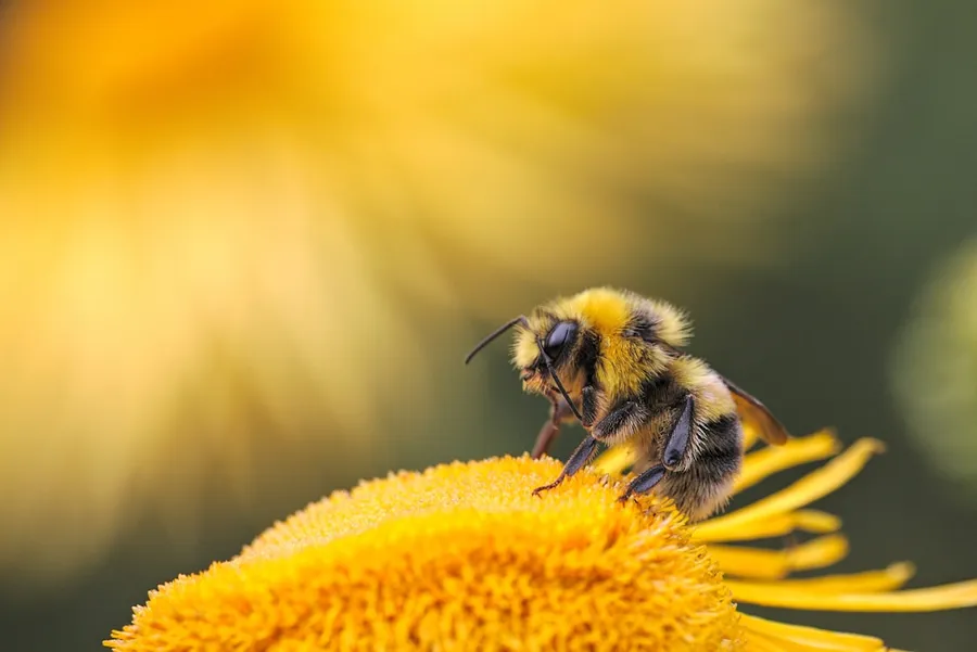 Ilustrasi mimpi sabun bubuk — honeybee perching on yellow flower