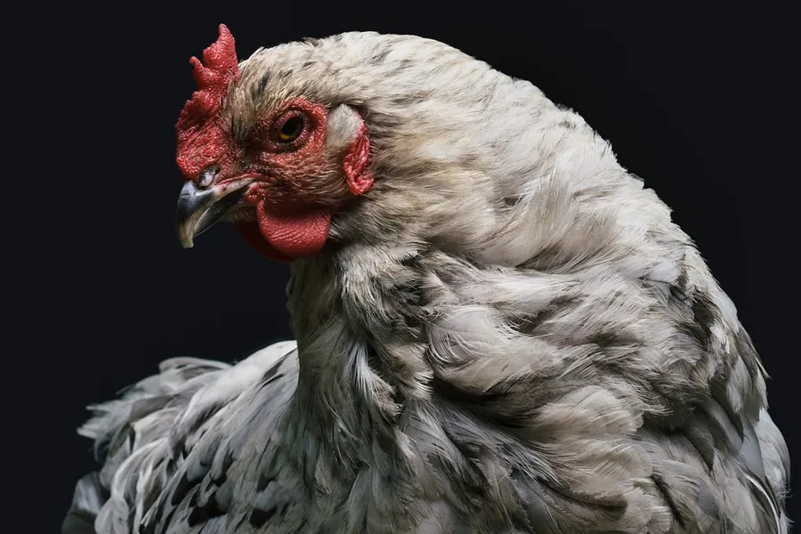 Ilustrasi mimpi bulu ayam — gray and red rooster