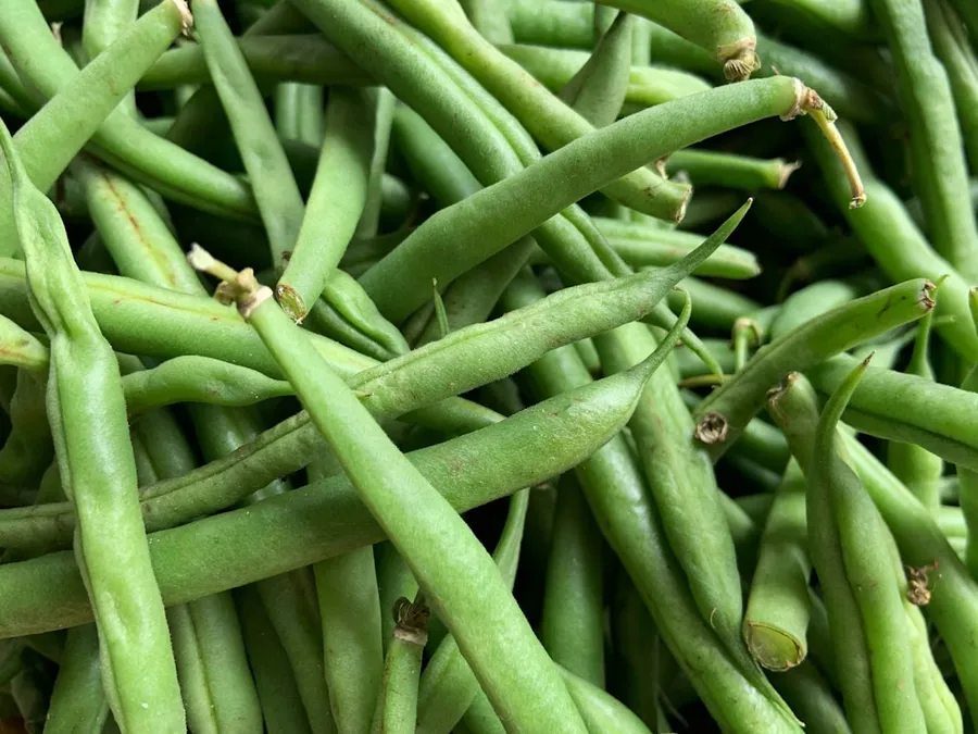 Ilustrasi mimpi buncis — green kentucky beans