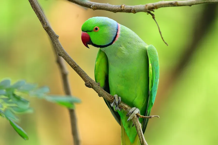Ilustrasi mimpi burung betet — green and yellow bird on brown tree branch