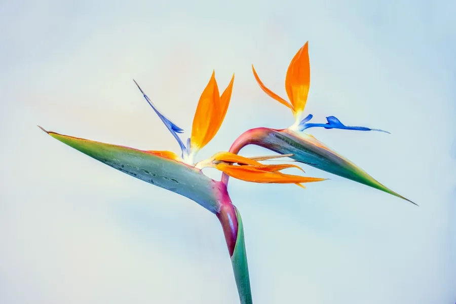 Ilustrasi mimpi burung cendrawasih — blue and orange flower
