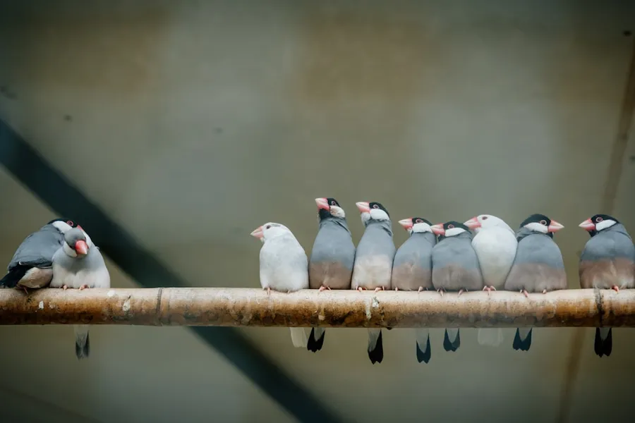 Ilustrasi mimpi burung gelatik — a group of birds sitting on top of a wooden branch