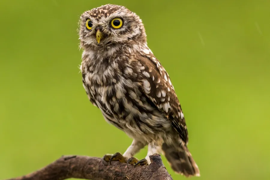 Ilustrasi mimpi burung hantu — brown and white owl