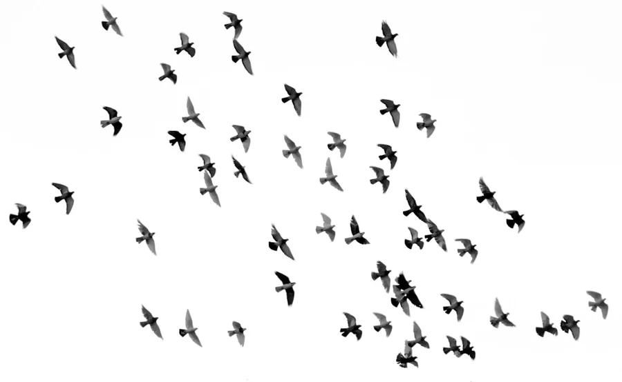 Ilustrasi mimpi burung hitam — low angle photography of flock of silhouette of bird illustration