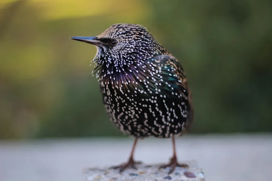 Ilustrasi mimpi burung jalak — selective focus photography of black bird standing on stones