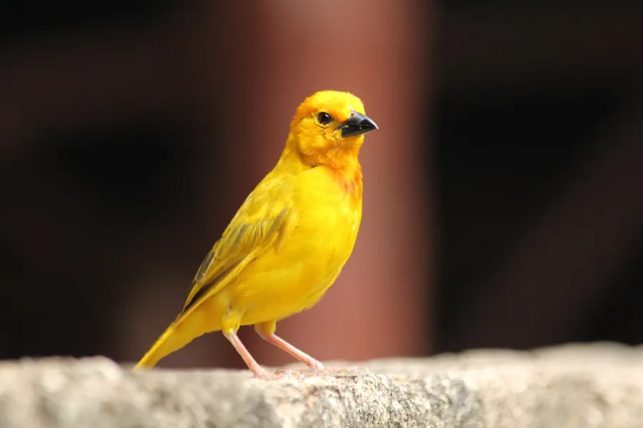 Ilustrasi mimpi burung kuning — yellow and black bird on gray rock