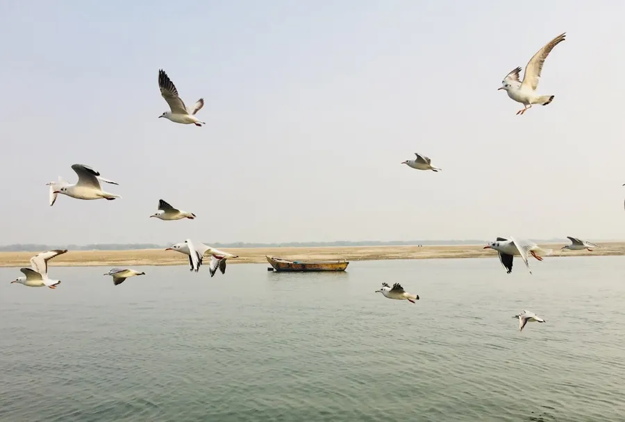 Ilustrasi mimpi burung laut — a flock of birds flying over a body of water