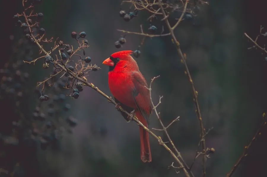 Ilustrasi mimpi burung merah — selective focus photography of red cardinal on tree