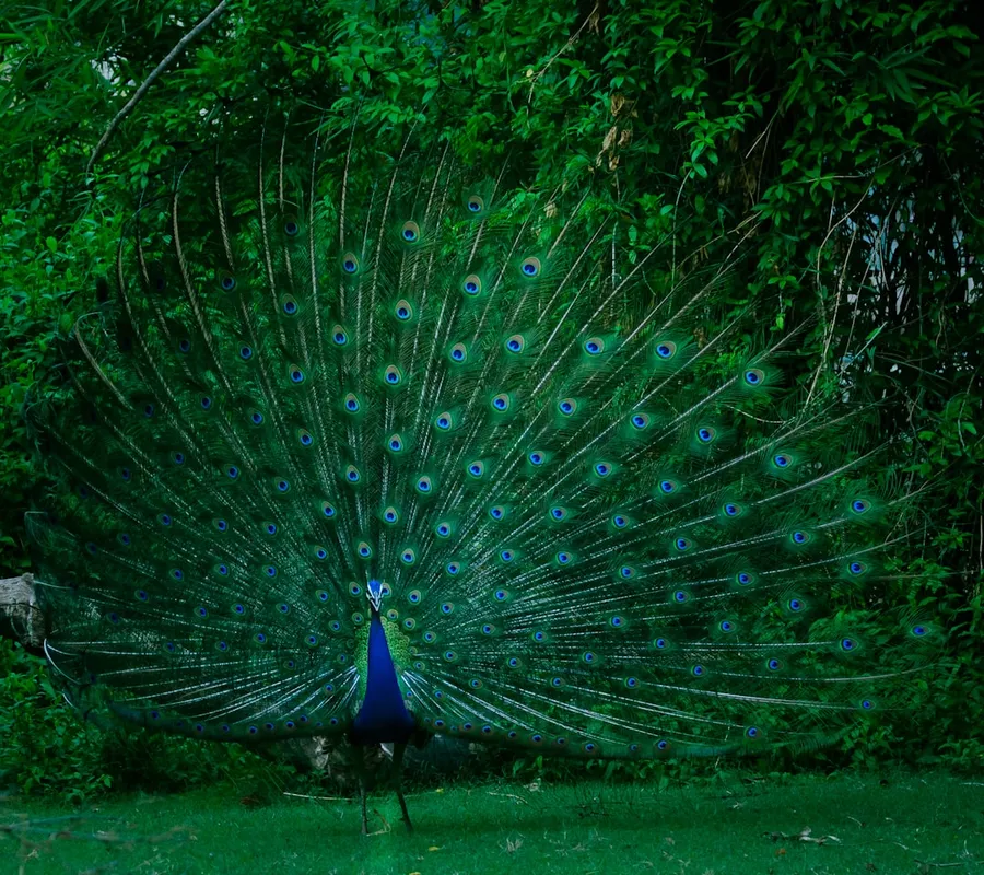 Ilustrasi mimpi burung merak — blue and green Peacock standing on grass