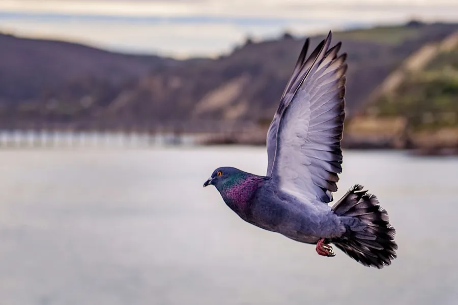 Ilustrasi mimpi burung merpati — grey pigeon on flight above the lake