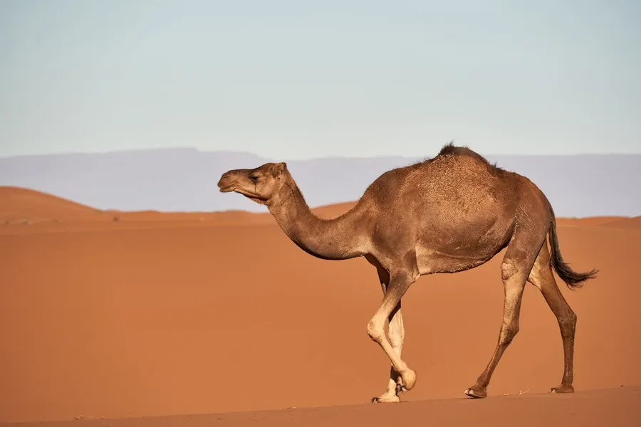 Ilustrasi mimpi burung onta — brown camel on desert during daytime