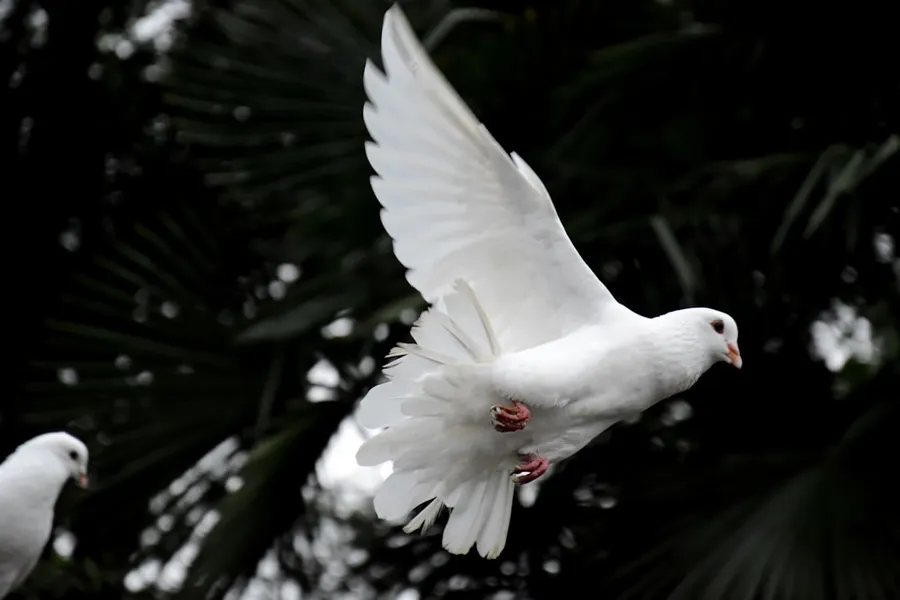 Ilustrasi mimpi burung perkutut — two white doves flying