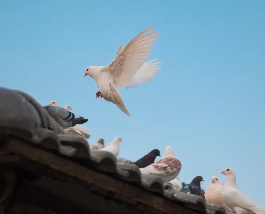 Ilustrasi mimpi burung putih — birds on roof shingle