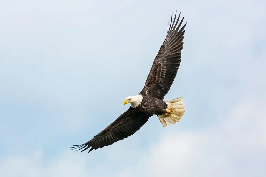 Ilustrasi mimpi burung rajawali — bald eagle flying on skies