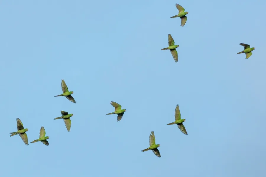 Ilustrasi mimpi burung walet — flock of yellow bird flying