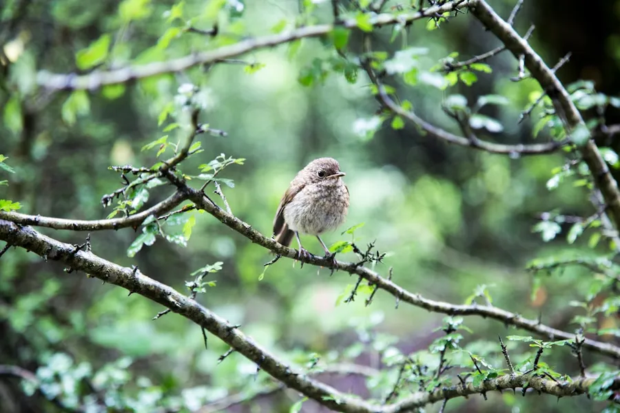 Ilustrasi mimpi burung — brown bird on tree stem