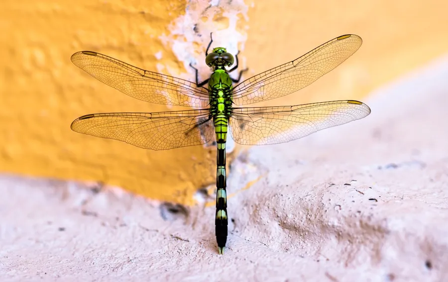 Ilustrasi mimpi capung — closeup photography of dragonfly
