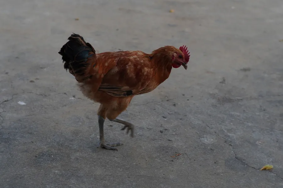 Ilustrasi mimpi curi ayam — a brown and black chicken walking across a street