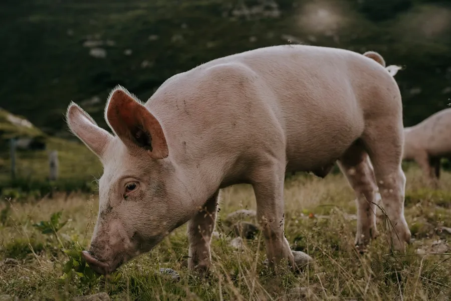 Ilustrasi mimpi daging babi — a small pig standing on top of a lush green field