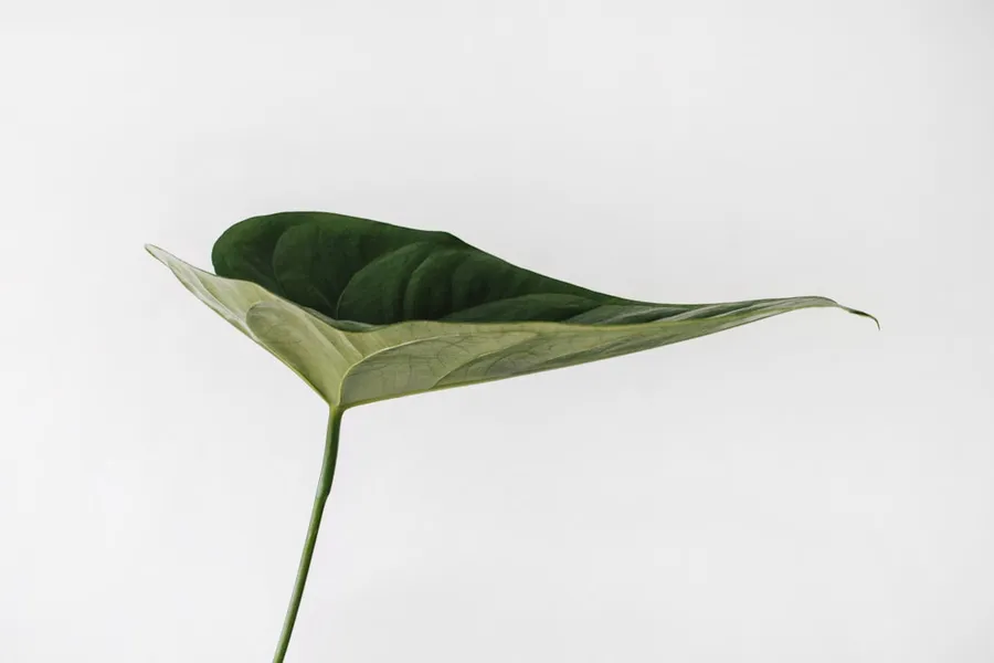 Ilustrasi mimpi daun sirih — green leaf photography