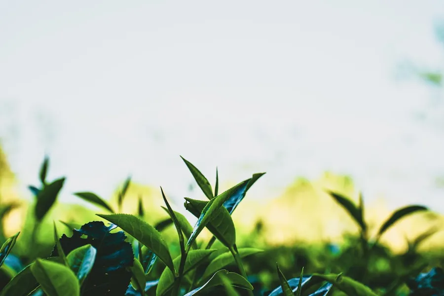 Ilustrasi mimpi daun teh — green plant in close up photography