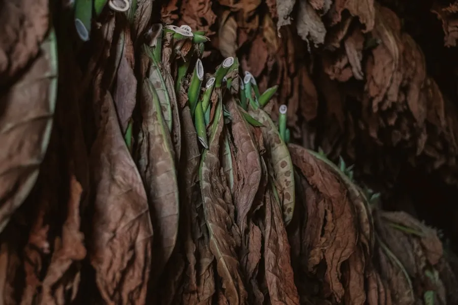 Ilustrasi mimpi daun tembakau — dry leaf
