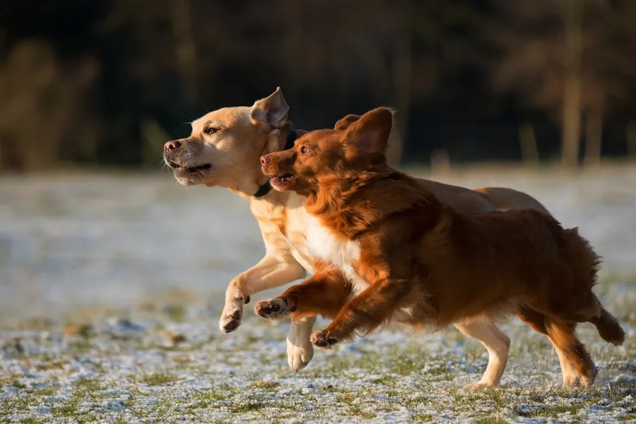 Ilustrasi mimpi dikejar anjing — time lapse photo of two puppies running