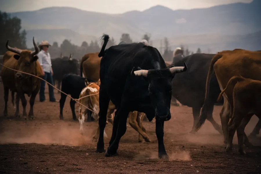 Ilustrasi mimpi dikejar banteng — herd of brown and black bulls on brown sand